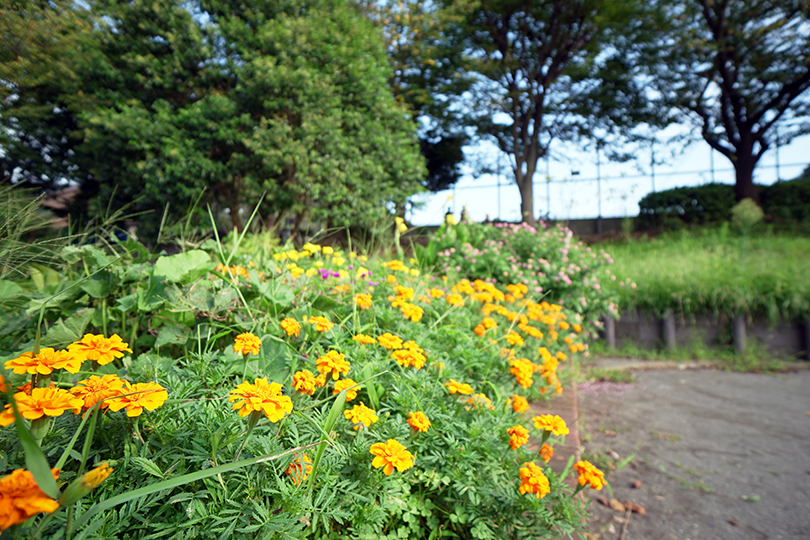 日限山秋