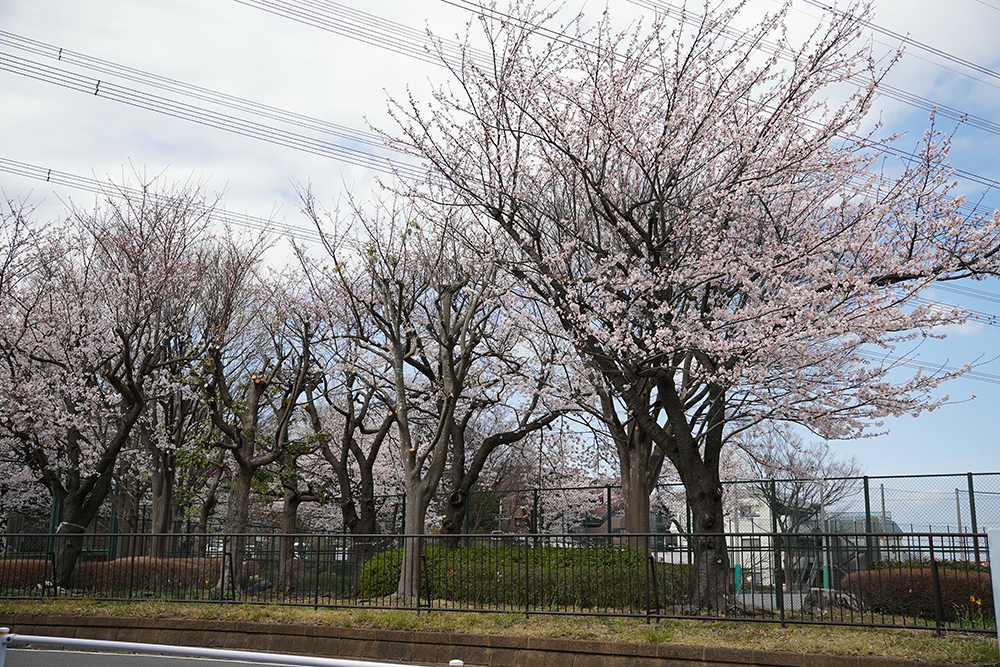 日限山地区の桜