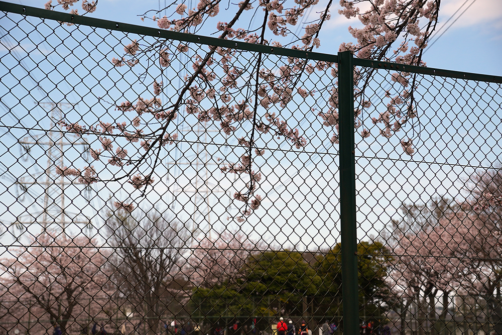 日限山地区の桜