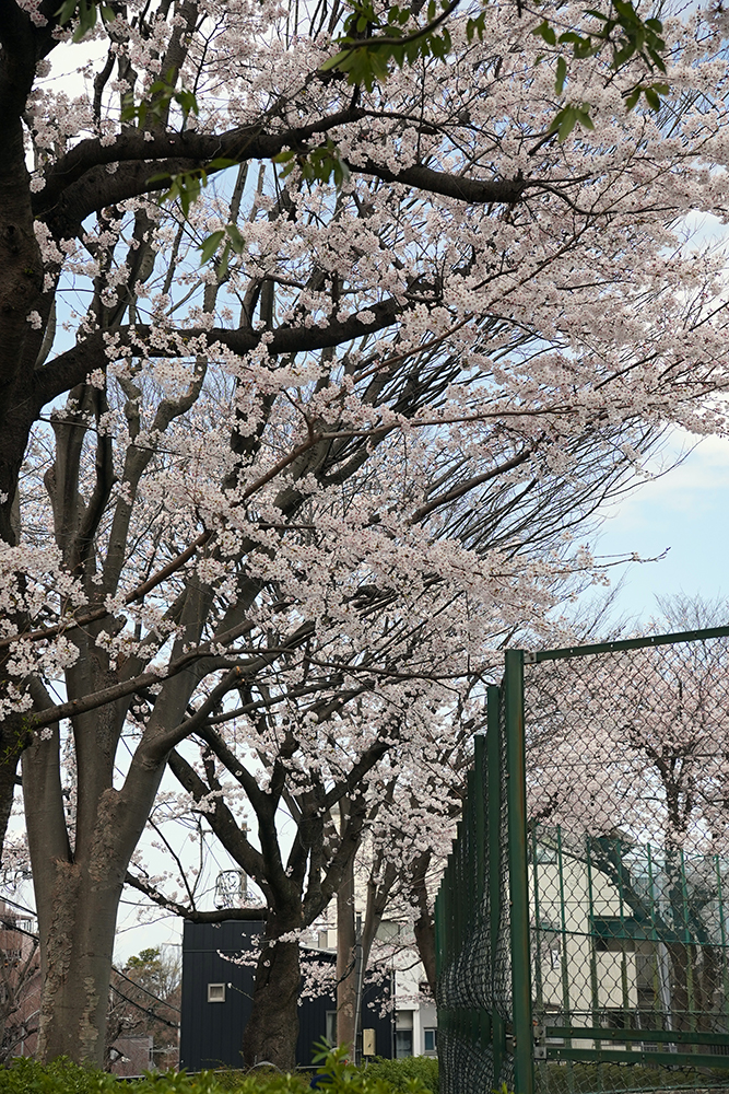 日限山地区の桜