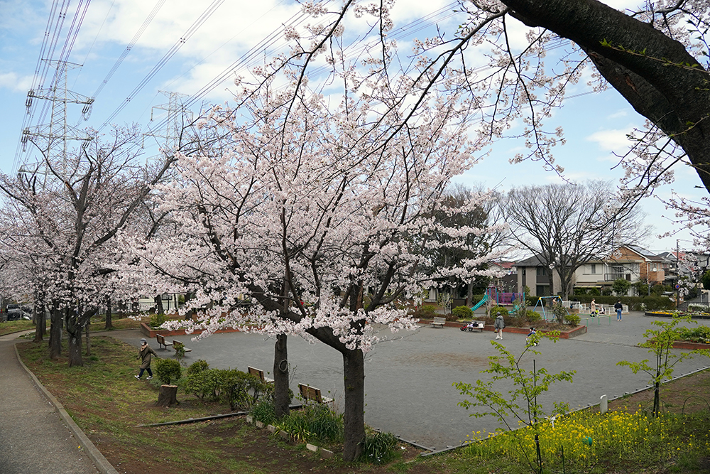 日限山地区の桜