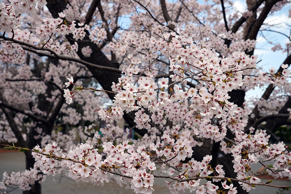 日限山地区の桜