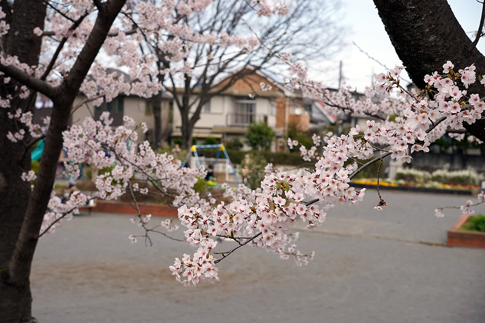 日限山地区の桜