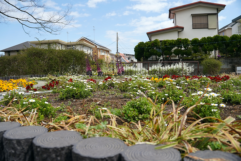 日限山地区の桜