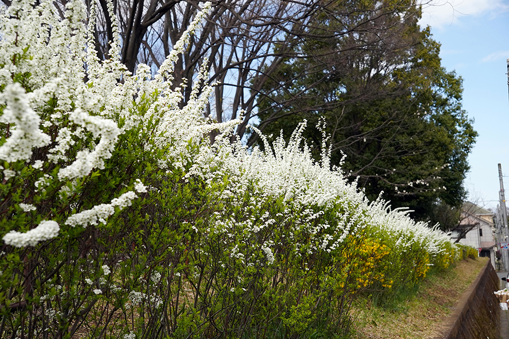 日限山地区の桜