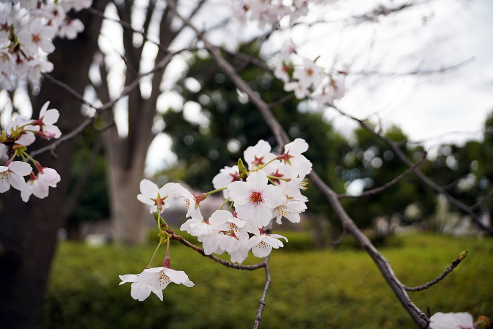 日限山地区の桜