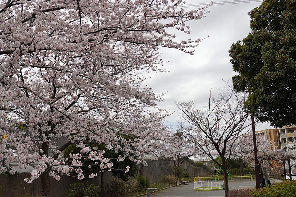 日限山地区の桜