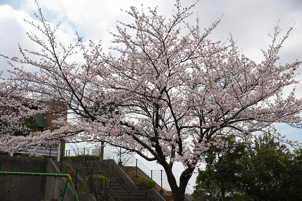 日限山地区の桜