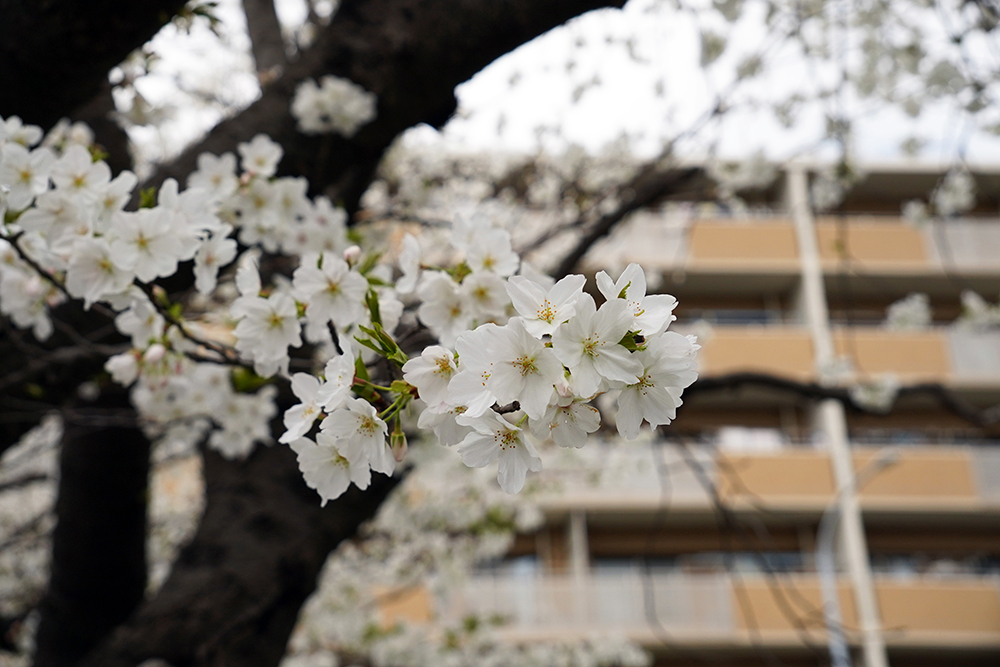 日限山地区の桜