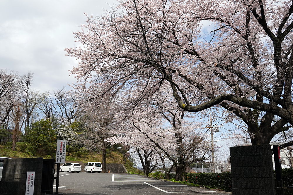 日限山地区の桜