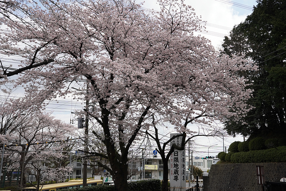 日限山地蔵尊の桜