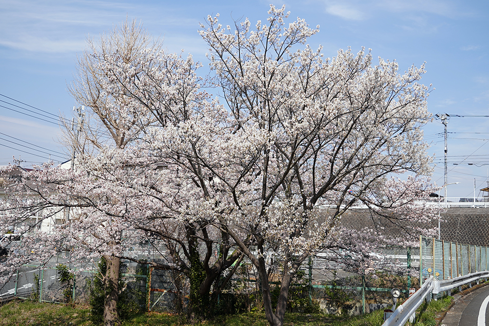 日限山地区の桜