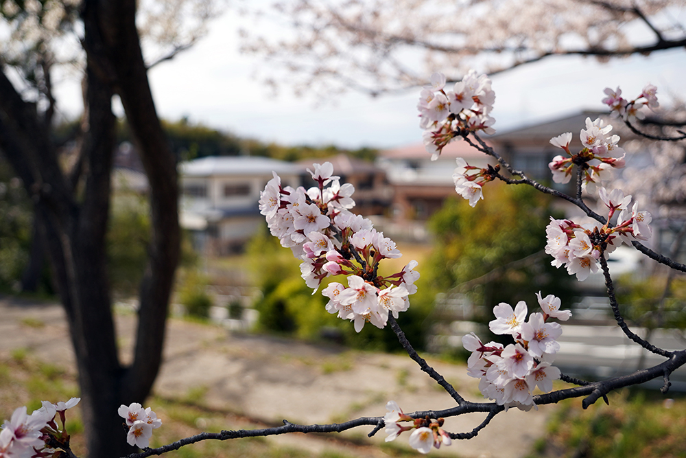 日限山地区の桜