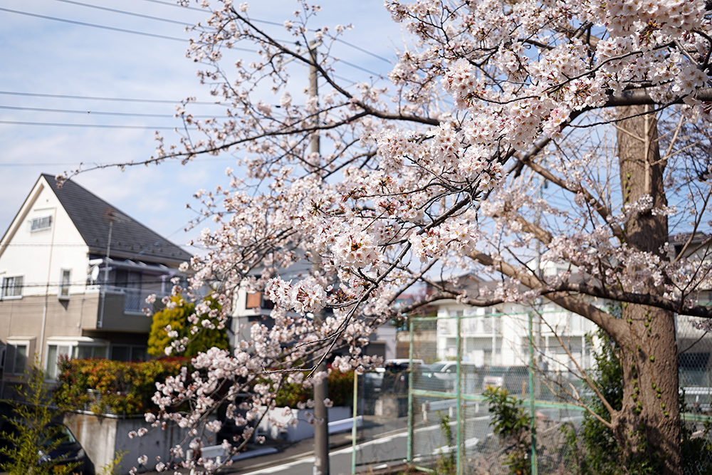 日限山地区の桜