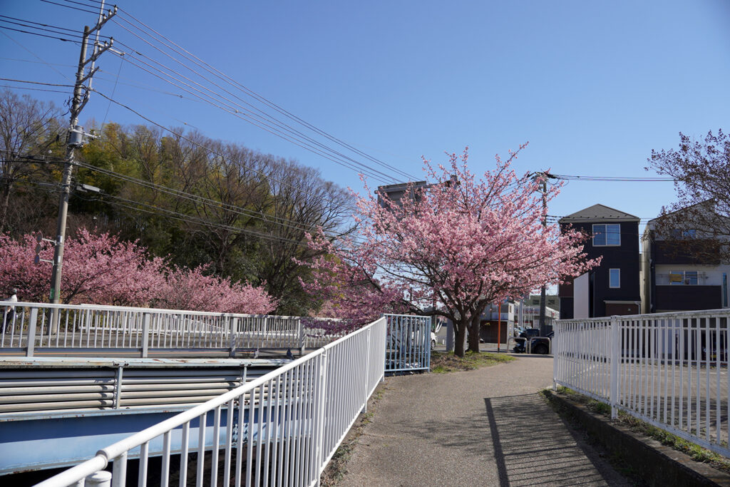 河津桜in平戸永谷川プロムナード