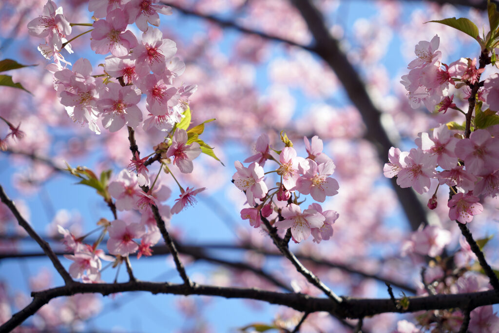 河津桜in平戸永谷川プロムナード