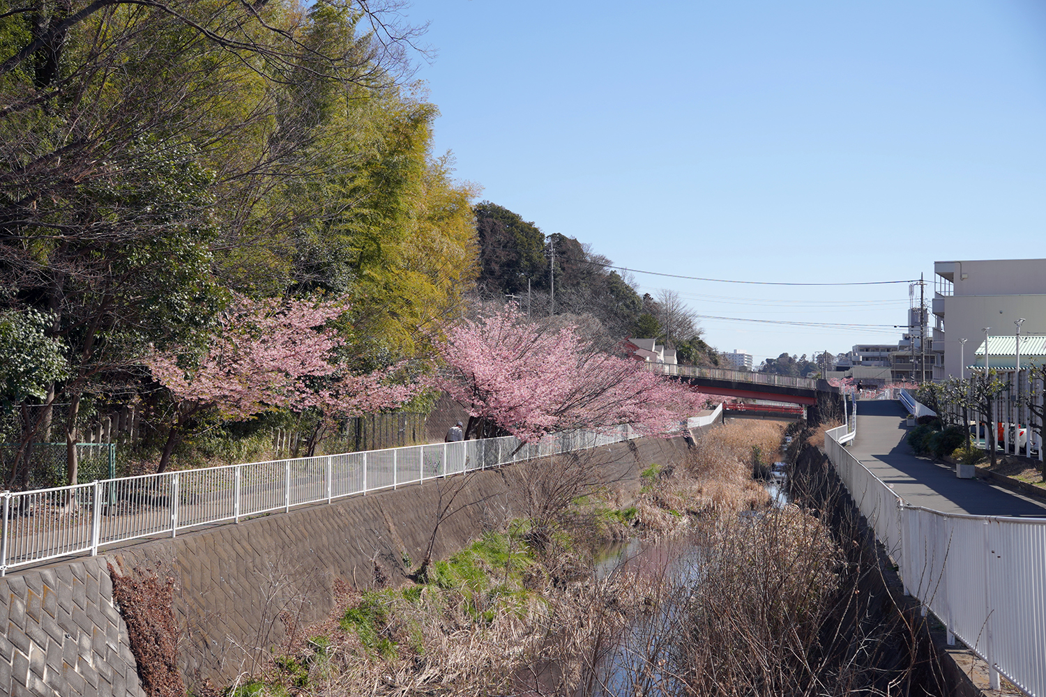 河津桜in平戸永谷川プロムナード