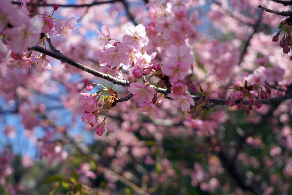 河津桜in平戸永谷川プロムナード