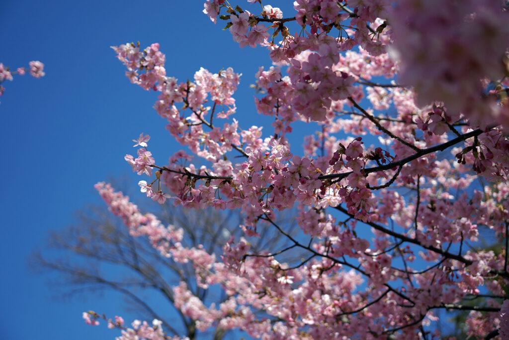 河津桜in平戸永谷川プロムナード