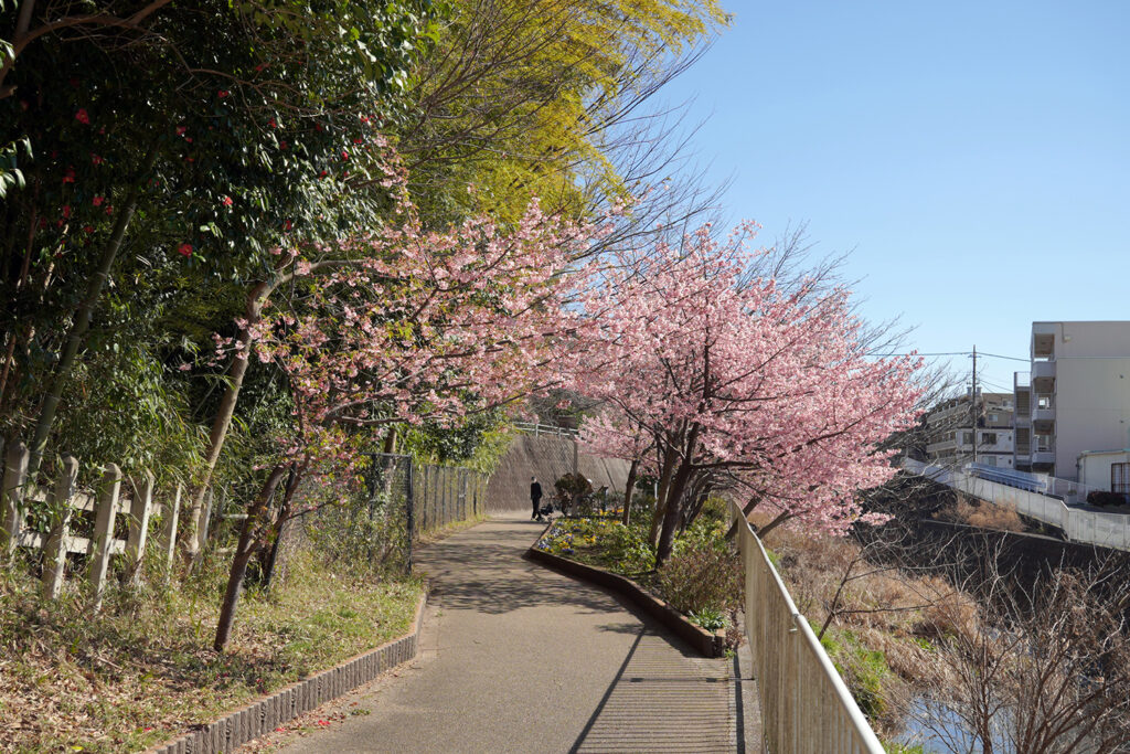 河津桜in平戸永谷川プロムナード