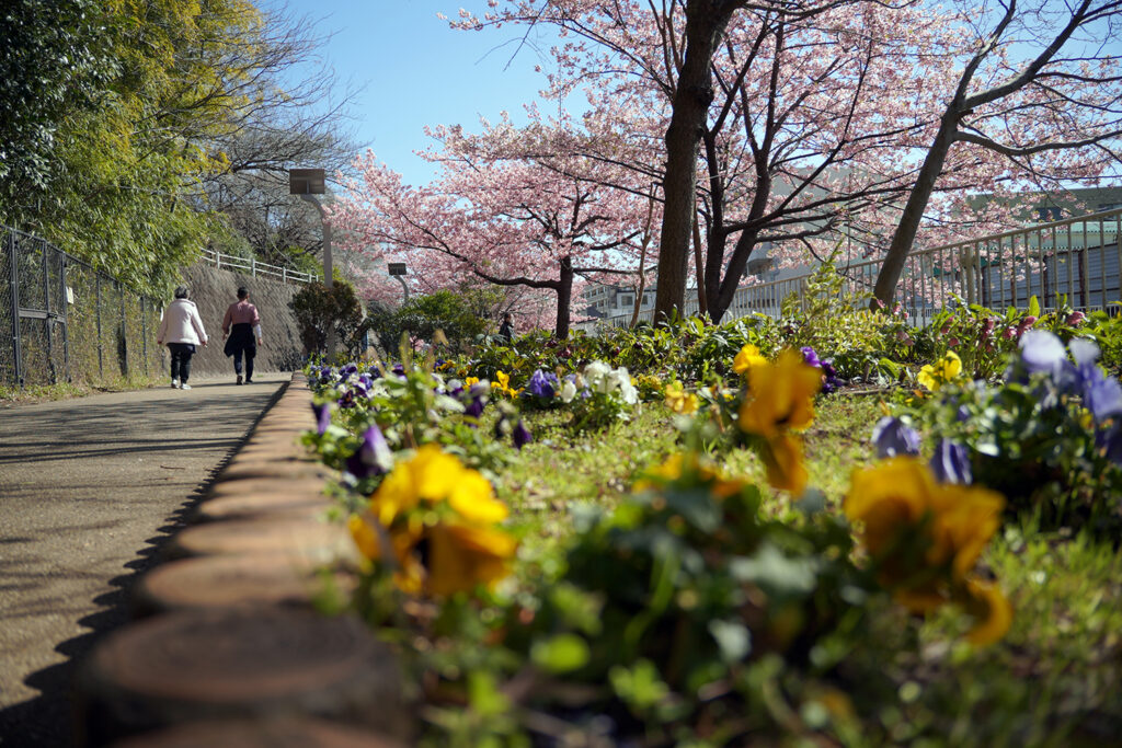 河津桜in平戸永谷川プロムナード