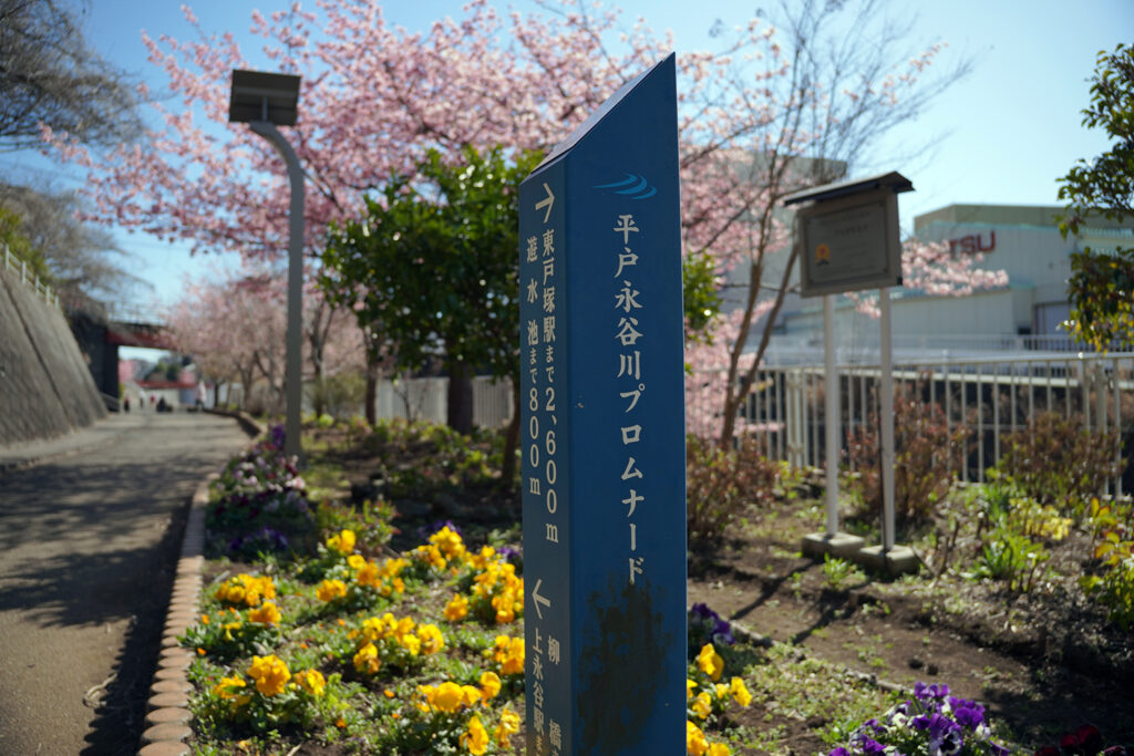 河津桜in平戸永谷川プロムナード