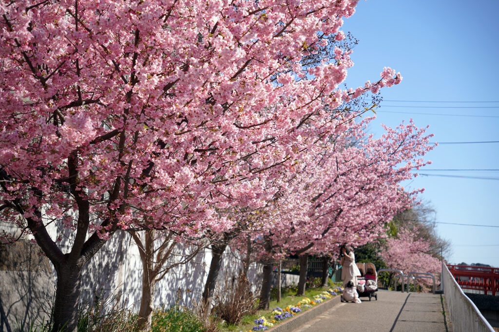 河津桜in平戸永谷川プロムナード