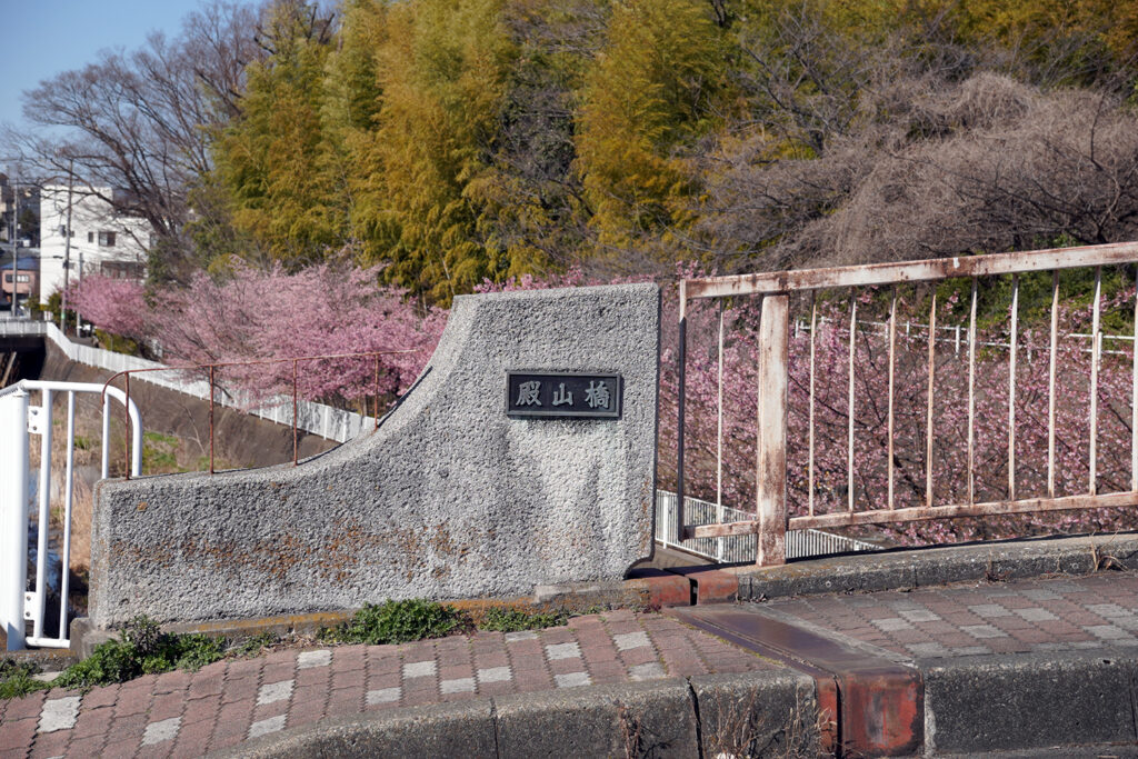 河津桜in平戸永谷川プロムナード