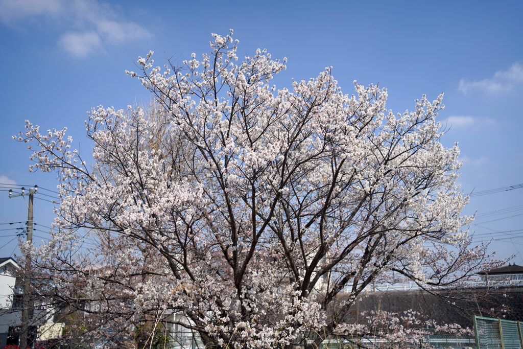 桜開花状況2023