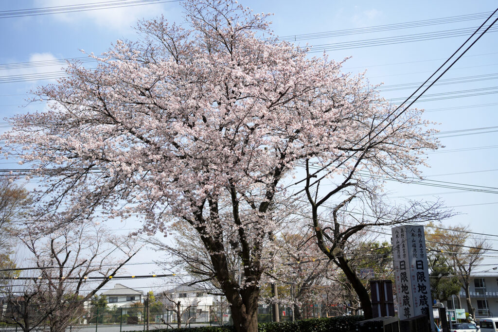 日限地蔵桜開花状況2023