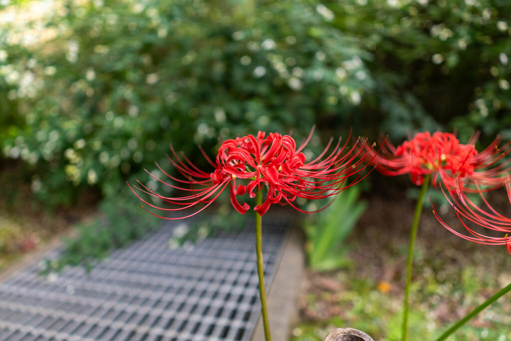 西方寺曼珠沙華