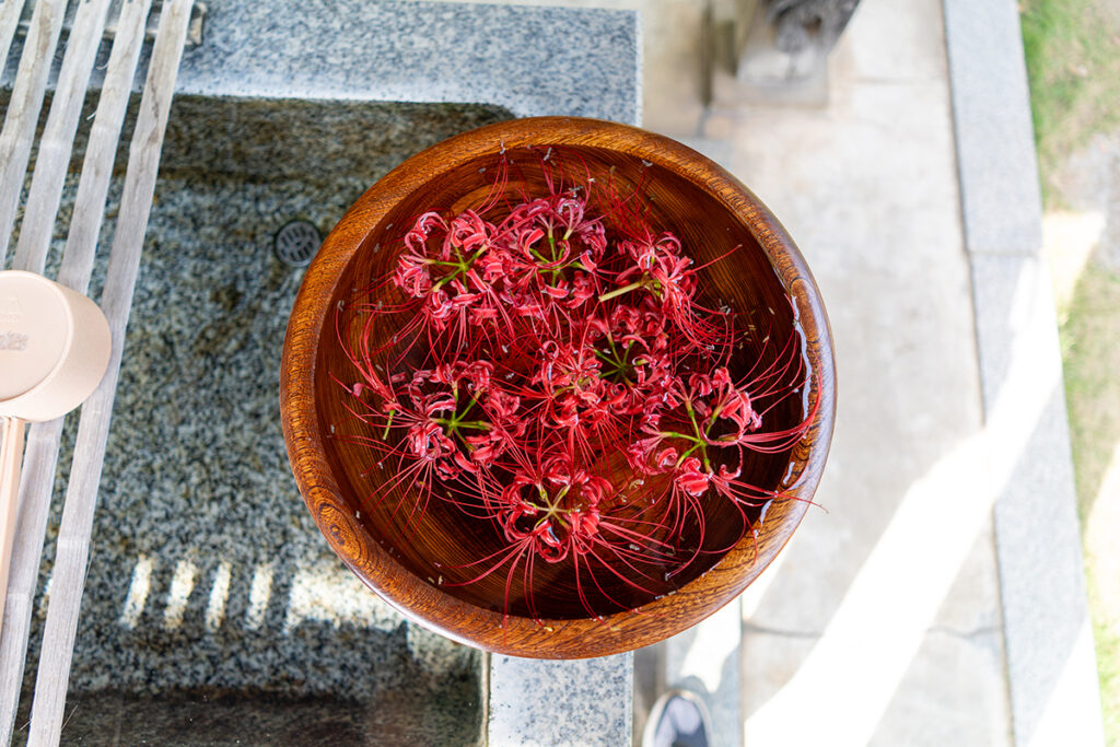 西方寺曼珠沙華