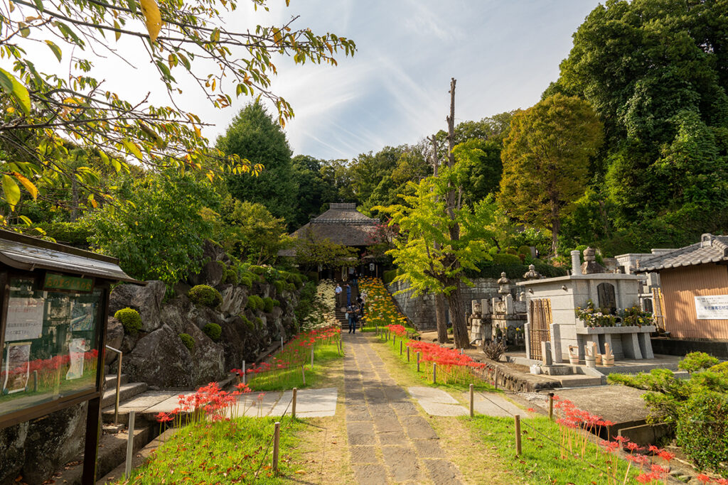 西方寺曼珠沙華