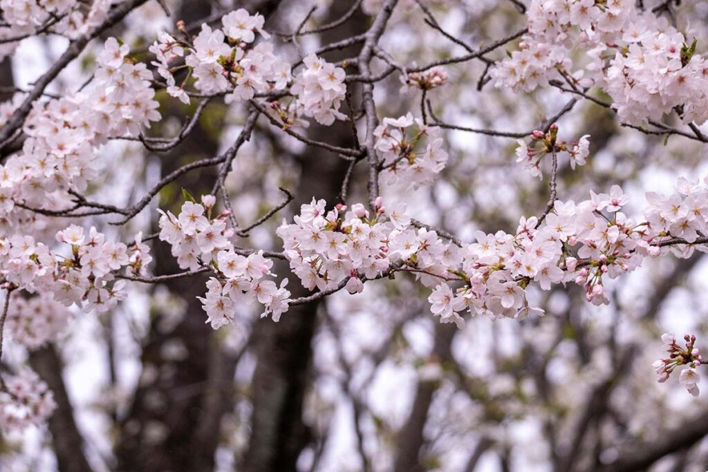 舞岡公園桜開花状況