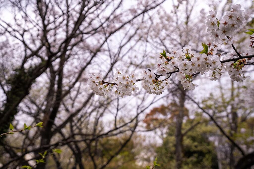 舞岡公園桜開花状況